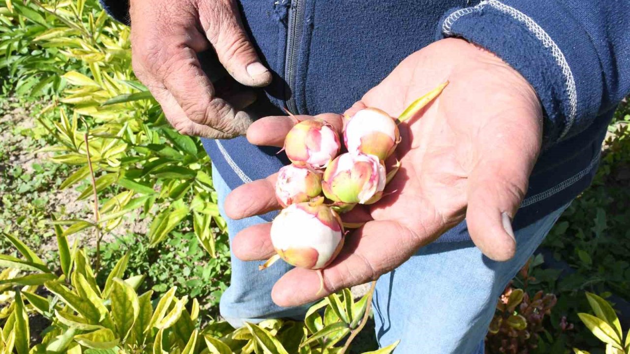 Hollanda’dan gelen şakayık çiçeklerini Yozgat’ta don vurdu