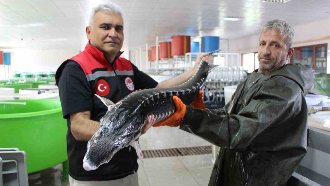 Nesli tehlike altındaki sivriburundan sadece 150 tane kaldı, Amasya’da 100 bin yavru balık üretimi planlanıyor