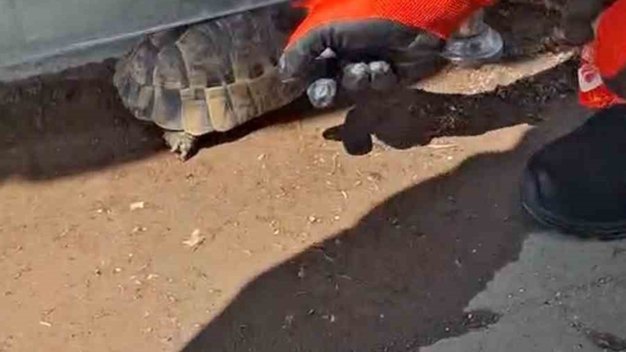 Kırıkkale’de cam korkuluk ile zemin arasına sıkışan kaplumbağayı itfaiye kurtardı