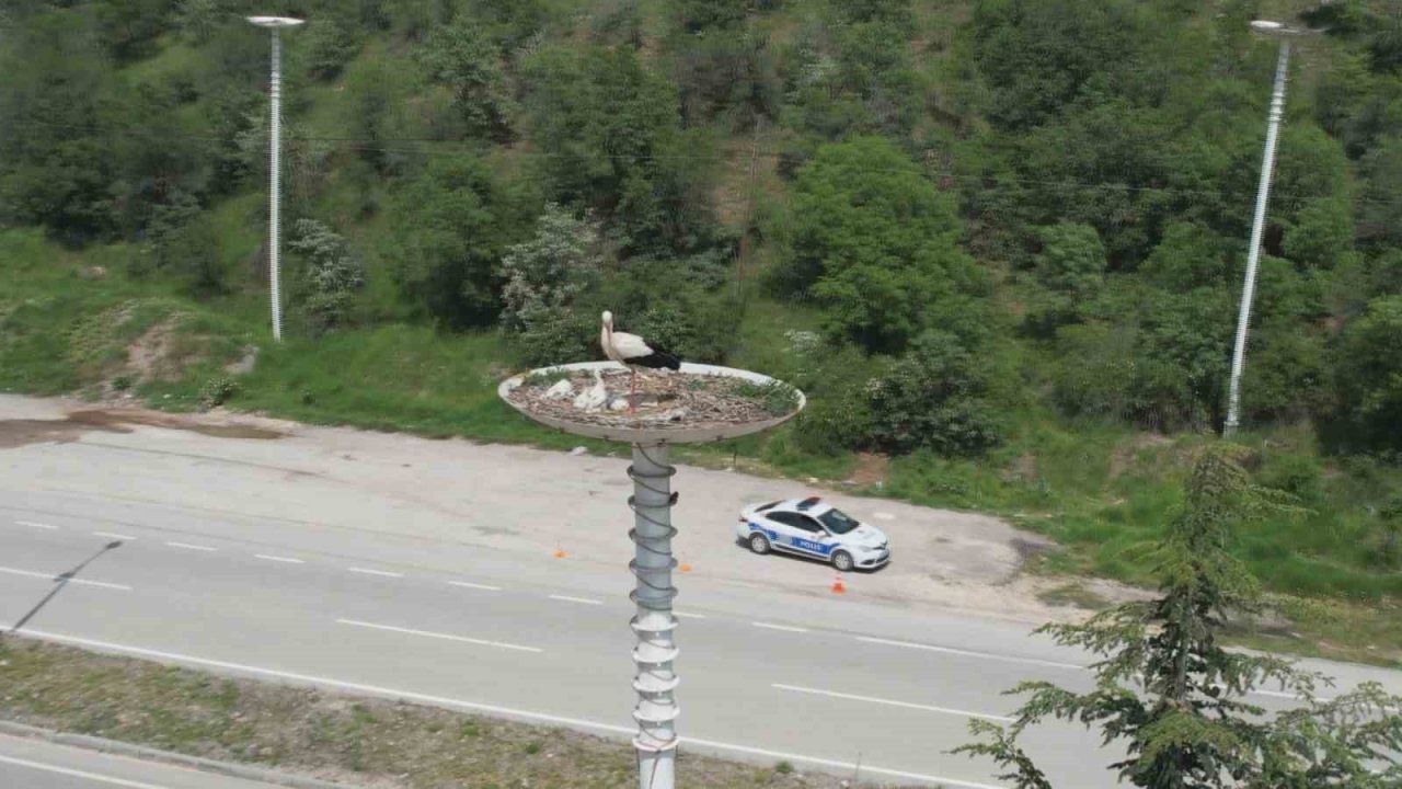 Leylek otelin yavruları dünyaya geldi