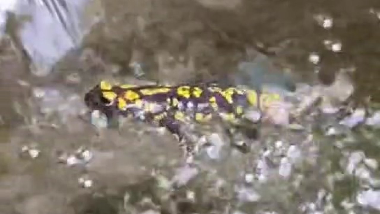 Elazığ’da benekli semender görüntülendi