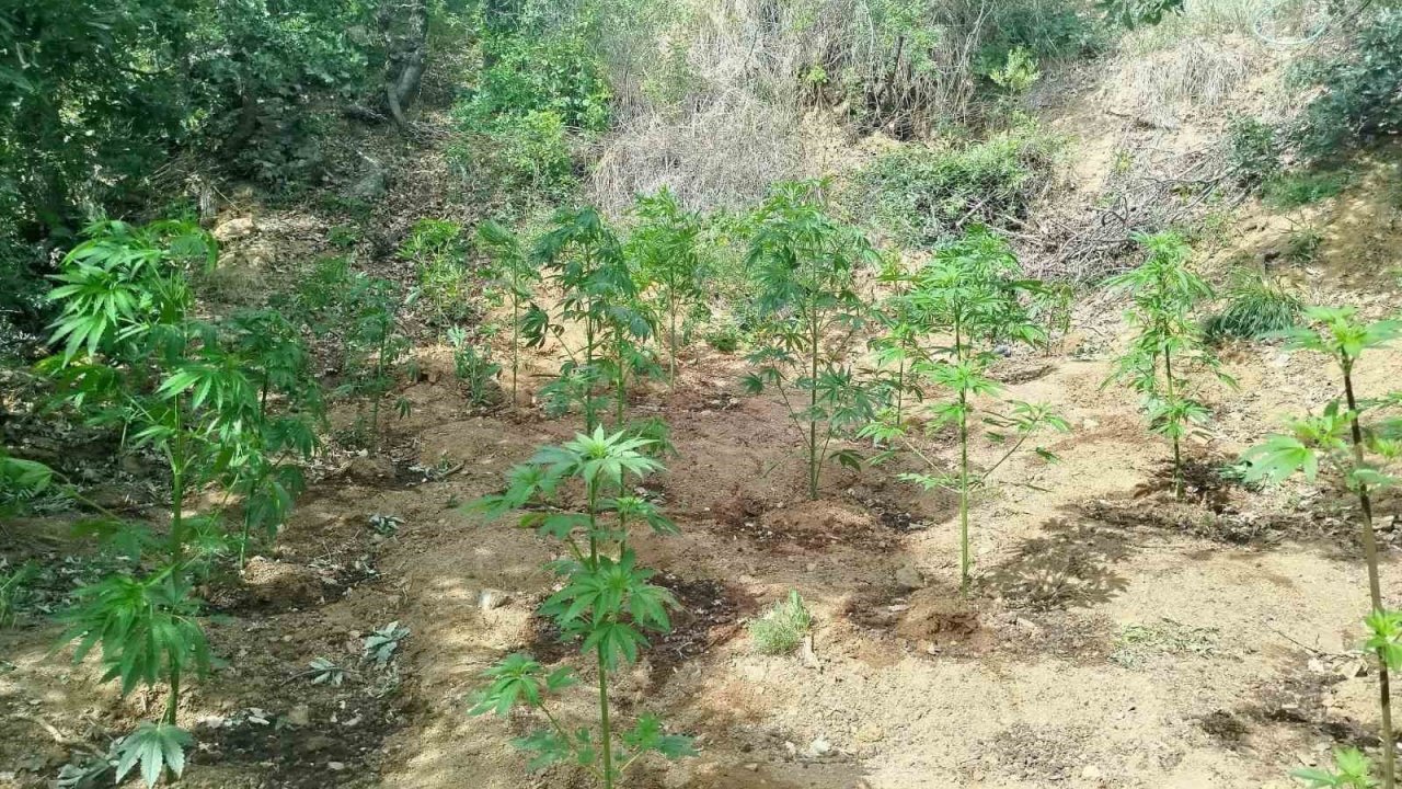 Bingöl’de 228 kök kenevir ele geçirildi