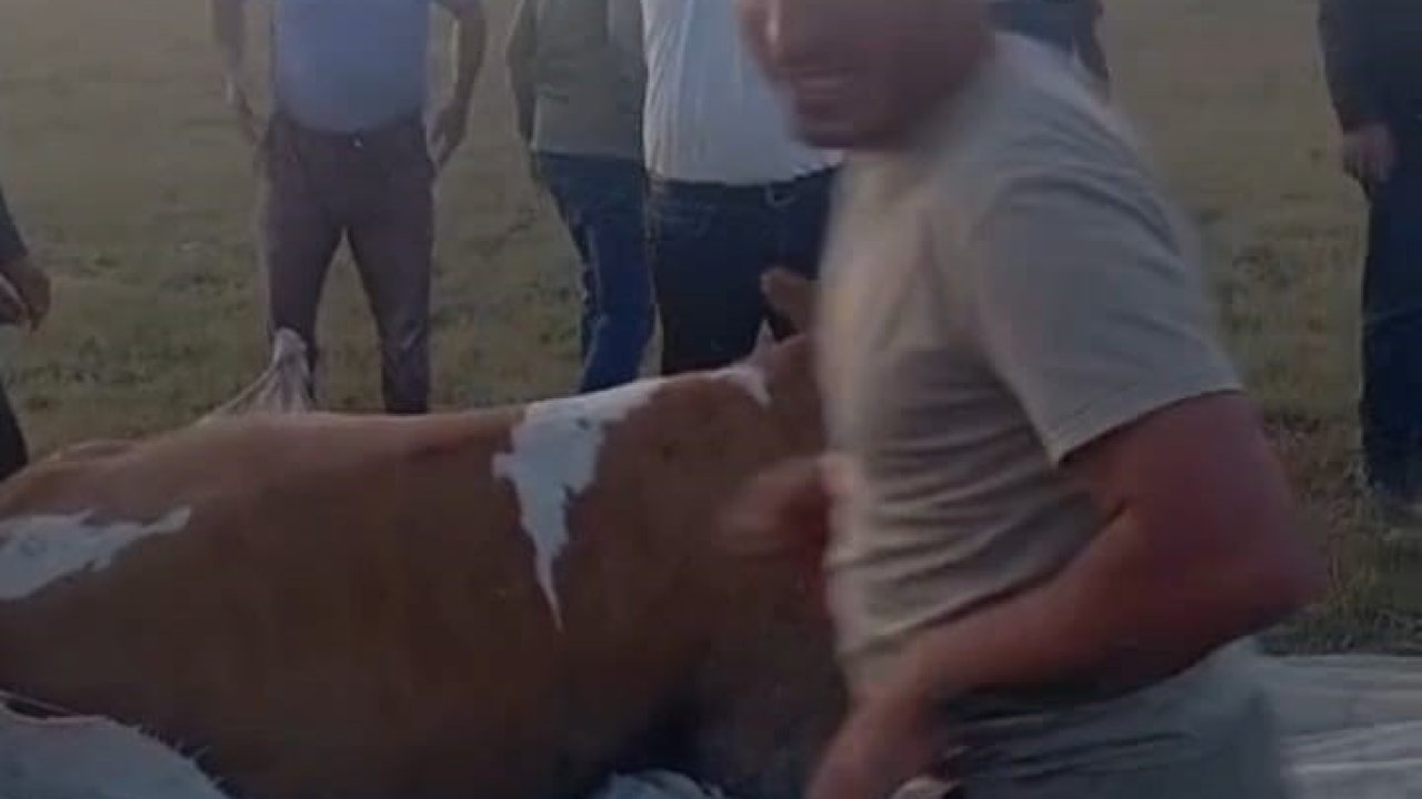 Arin Gölü’nde çamura saplanan inek kurtarıldı