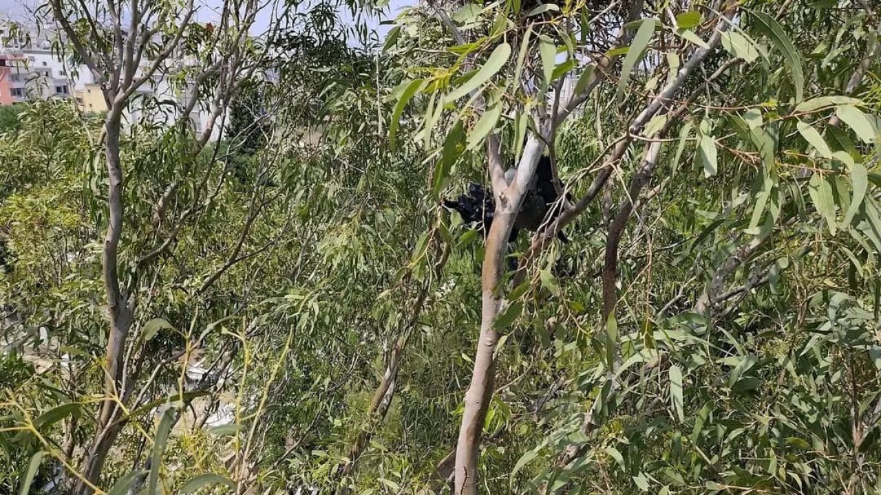 Arsuz’da ayağına ip dolaşan karganın yardımında itfaiye yetişti