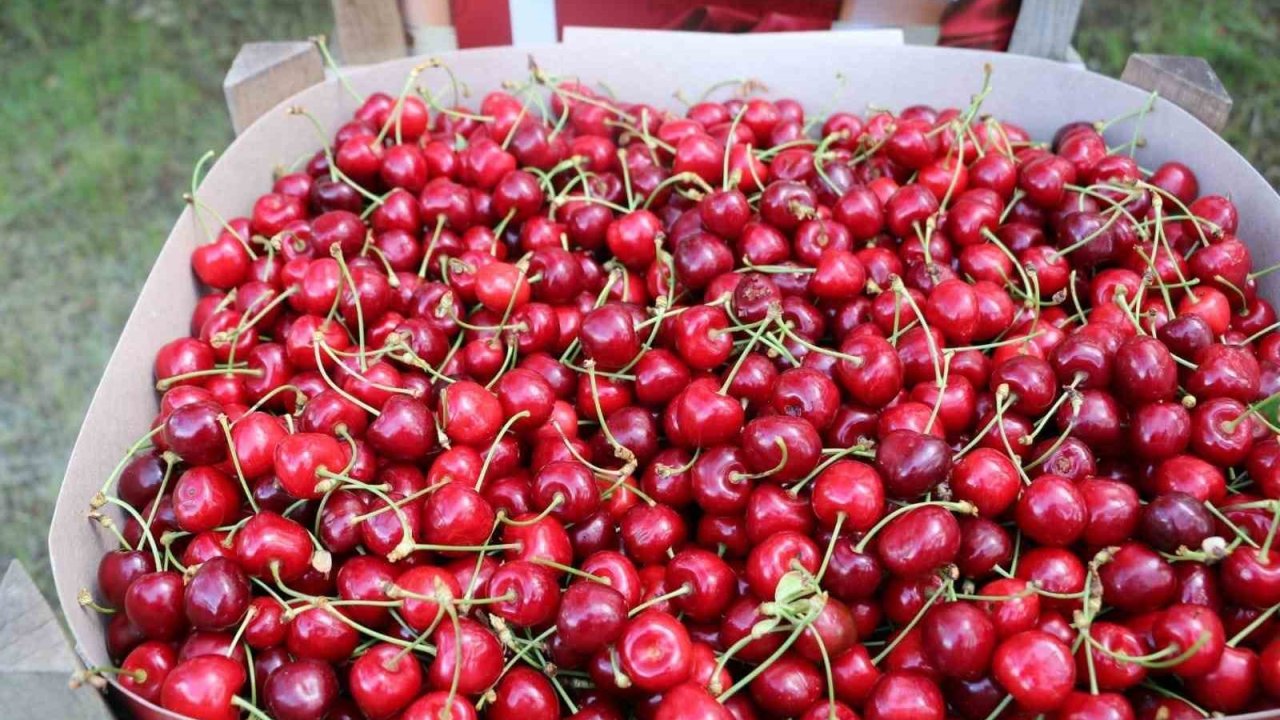 Erzincan’da kiraz bahçelerinde hasat başladı