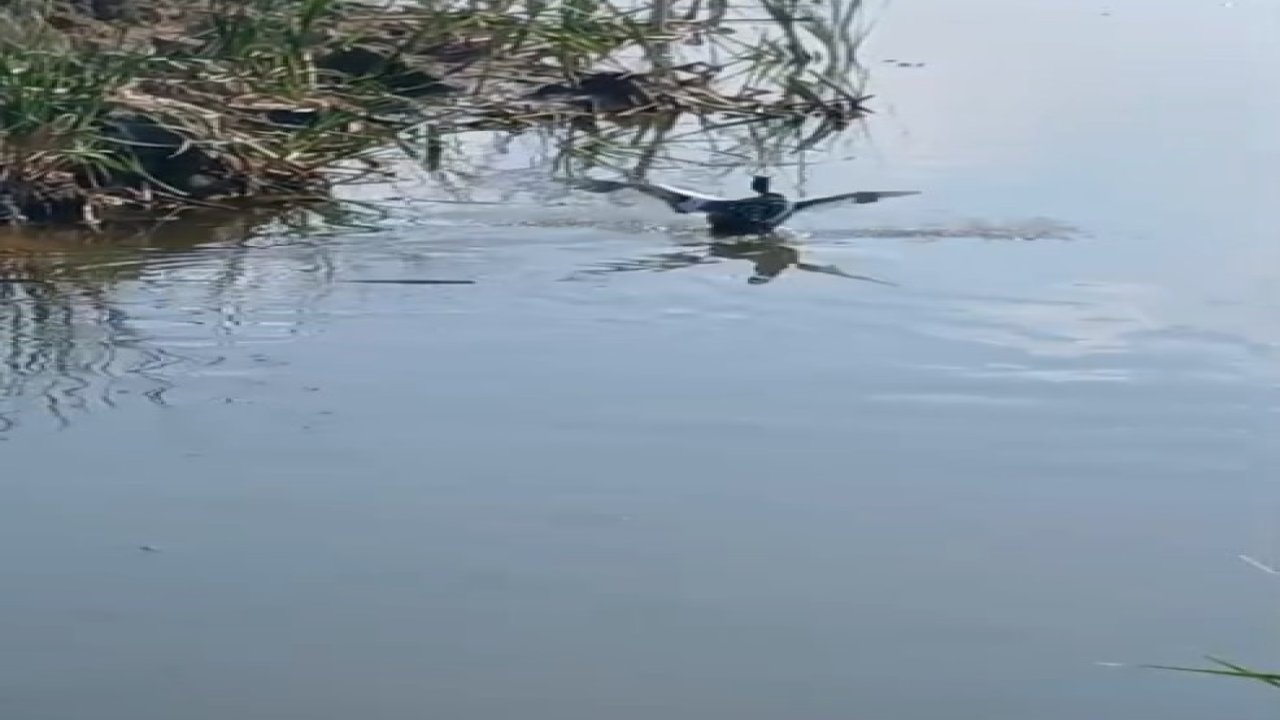 Isparta’da yaralı bulunan bahri kuşu tedavisinin ardından doğaya salındı