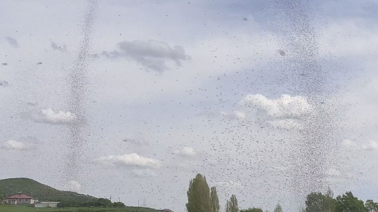 Çıldır Gölü’nde sinek istilası