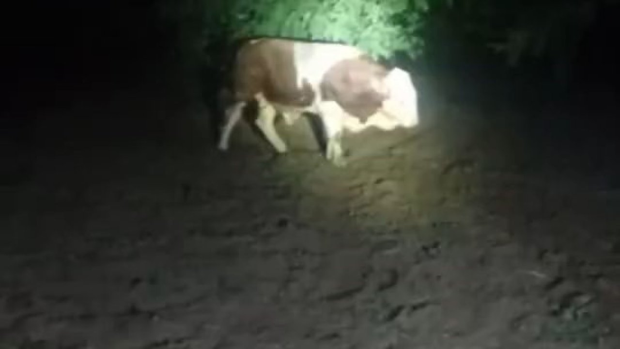 Elazığ’da kaçan boğayı belediye ekipleri yakaladı