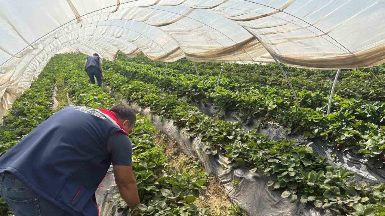 Koçarlı’da çileklere sıkı denetim
