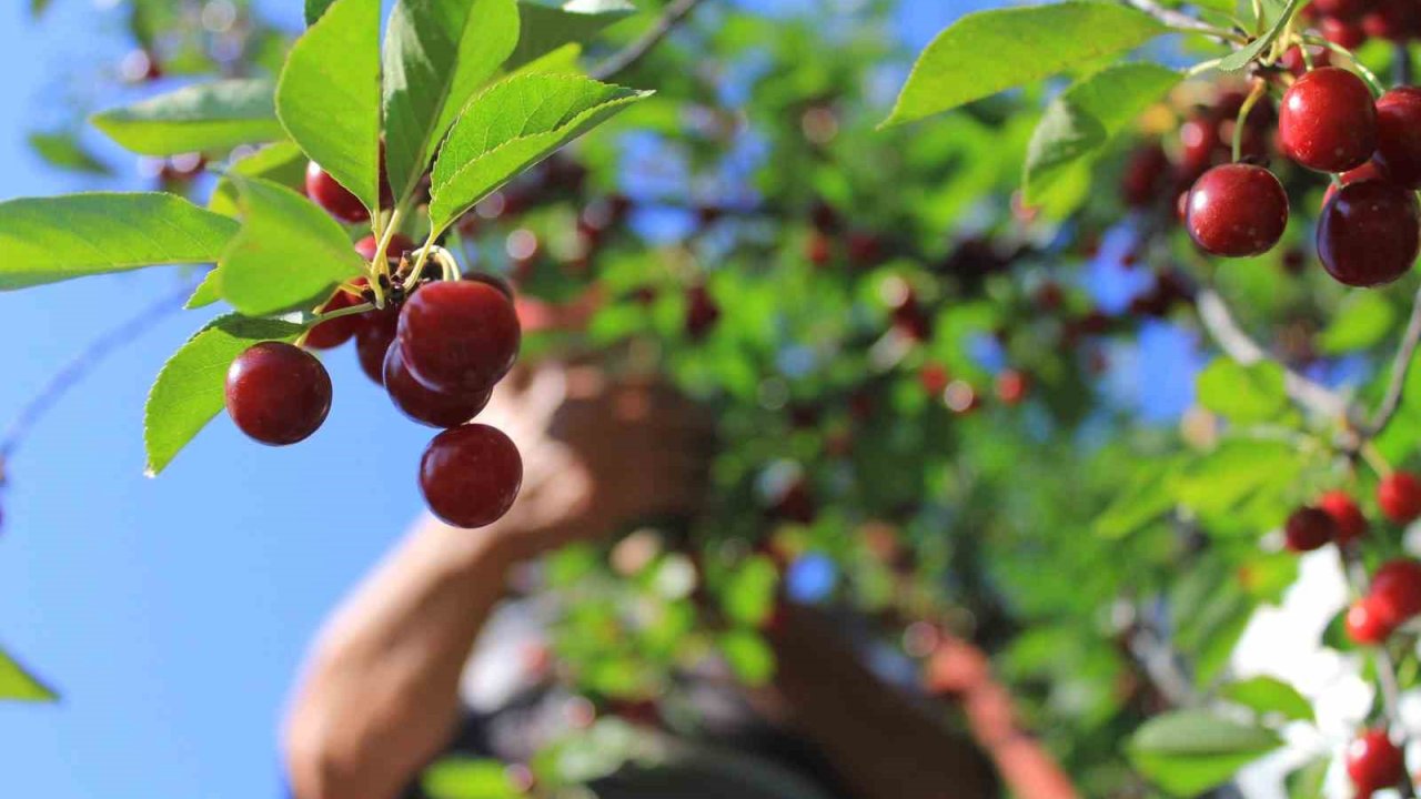 Meyvedeki düşüş tarım işçilerini de kara kara düşündürüyor