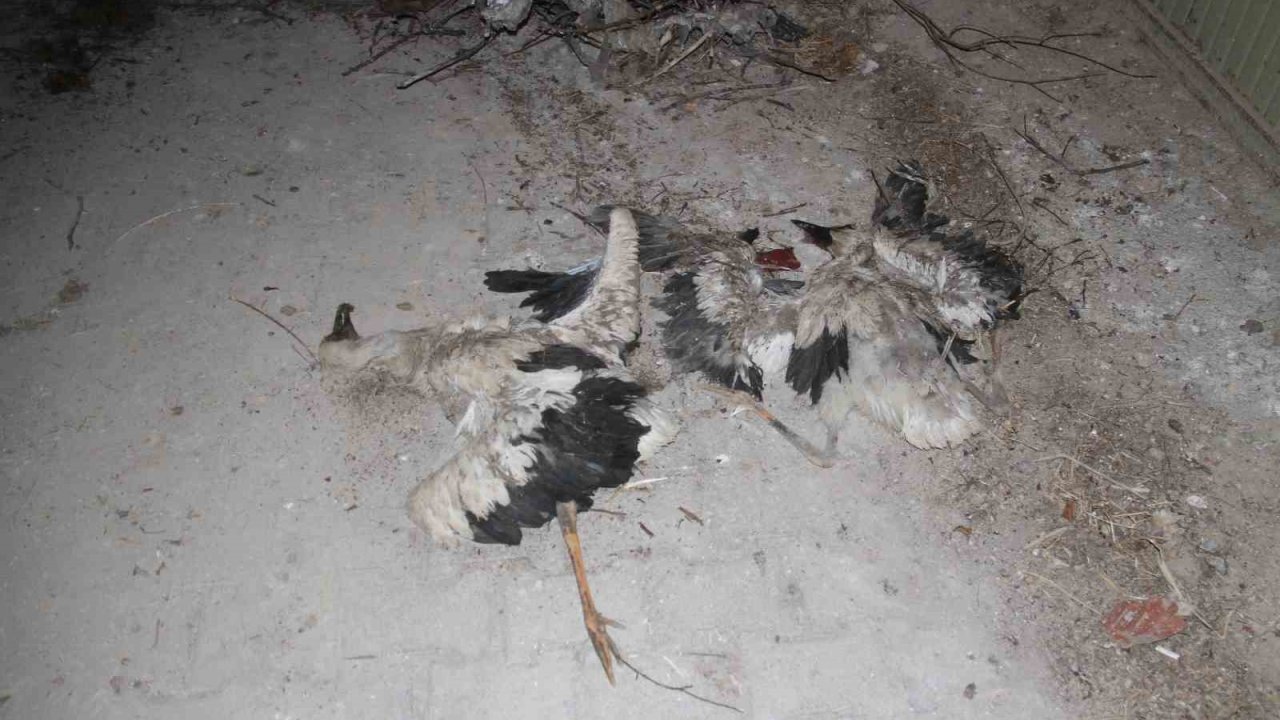 Yıkılan yuvadan düşen yavru leylekler telef oldu