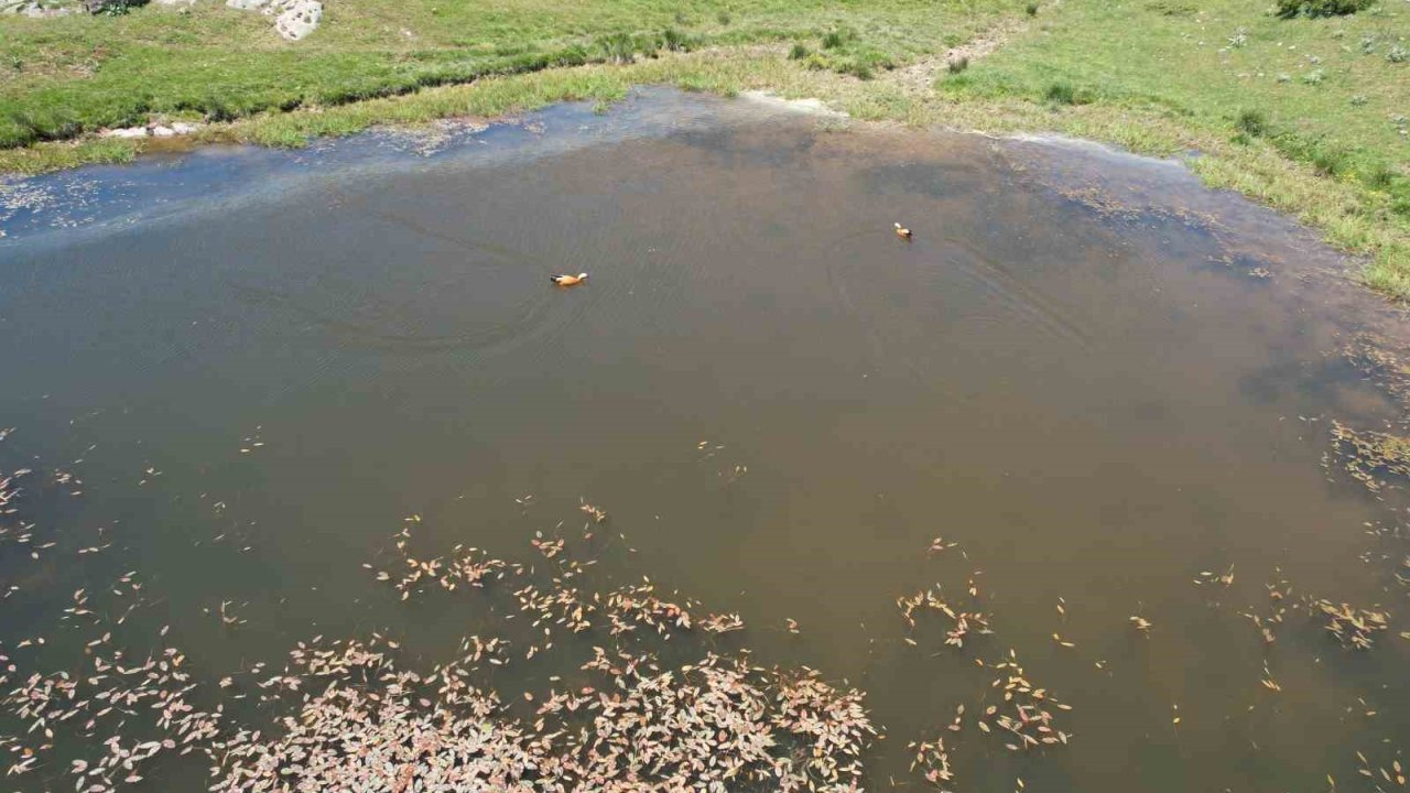 Başkentliler bayramın tadını Kızılcahamam yaylalarında çıkardı