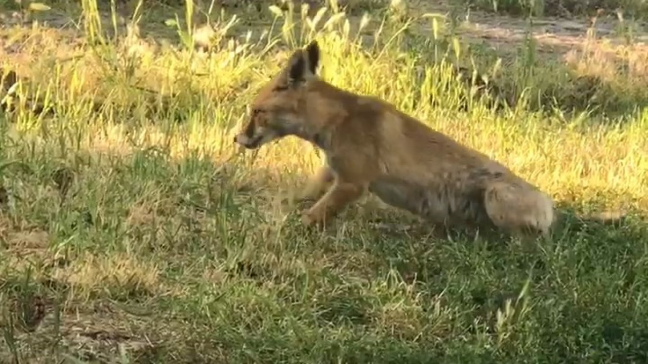 KYK yurdunda davetsiz misafir