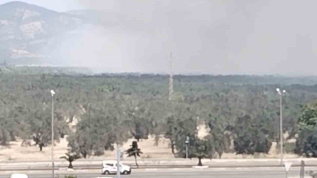 Edremit’te zeytinlik alanda yangın başladı