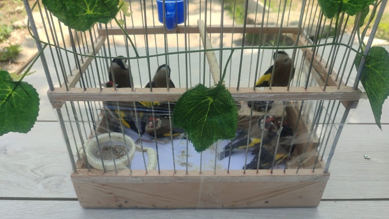 Kırşehir’de saka kuşu avcılarına operasyon: 2 kişi yakalandı