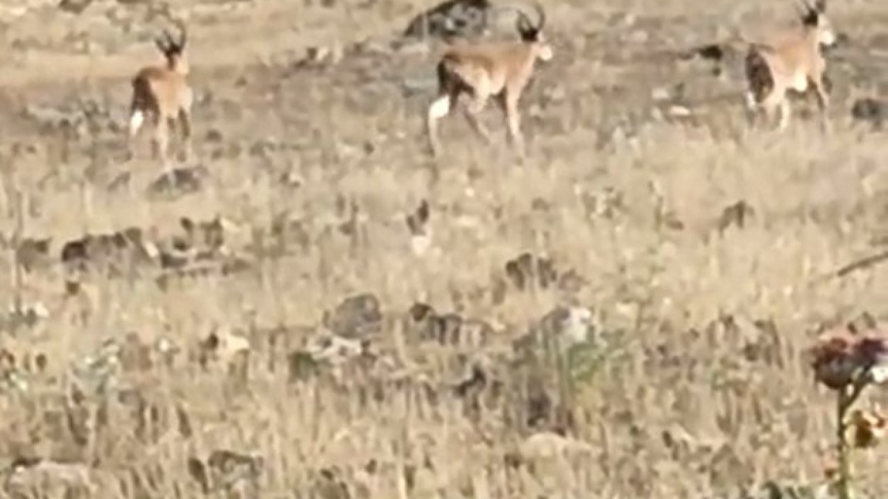 Nesli tehdit altındaki dağ keçileri Mardin kırsalında görüntülendi