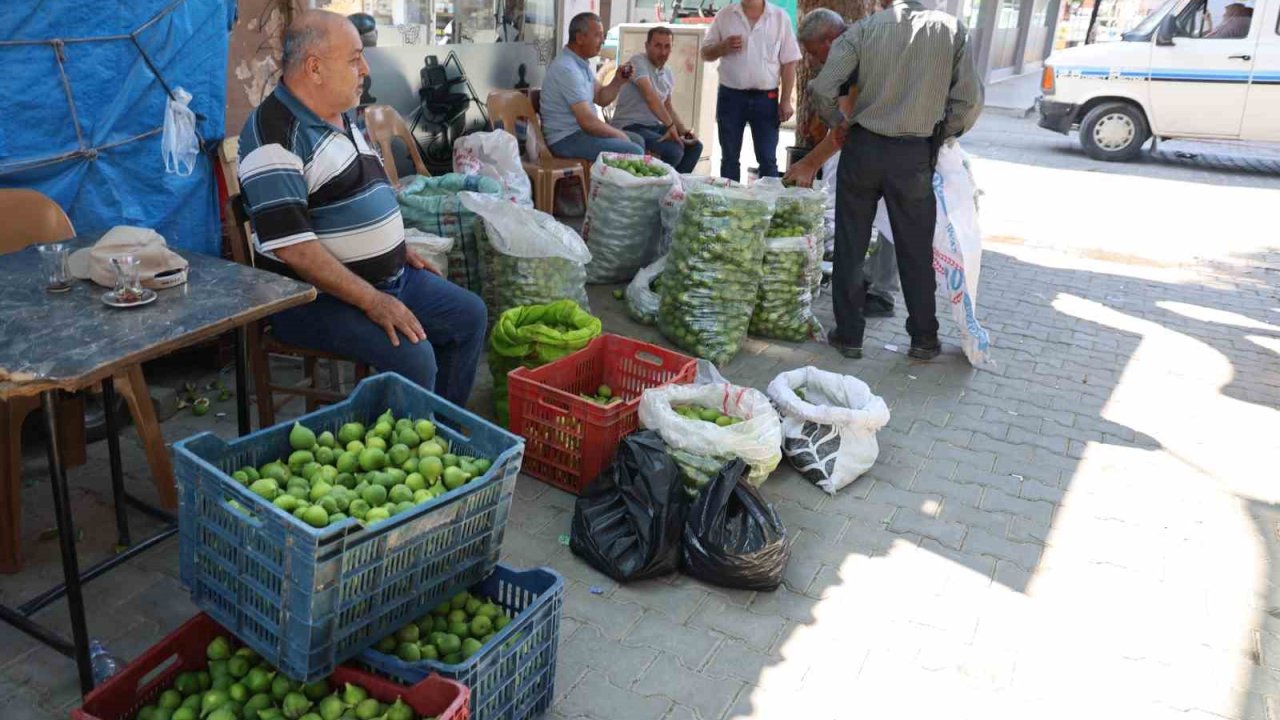 Aydın incirinde ’ilekleme’ sezonu başladı