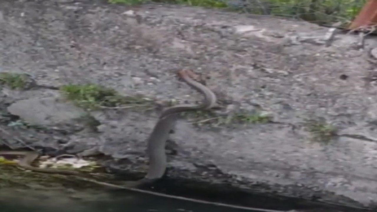 Su kanalının duvarında yorgun düşen yılanı kurtardılar