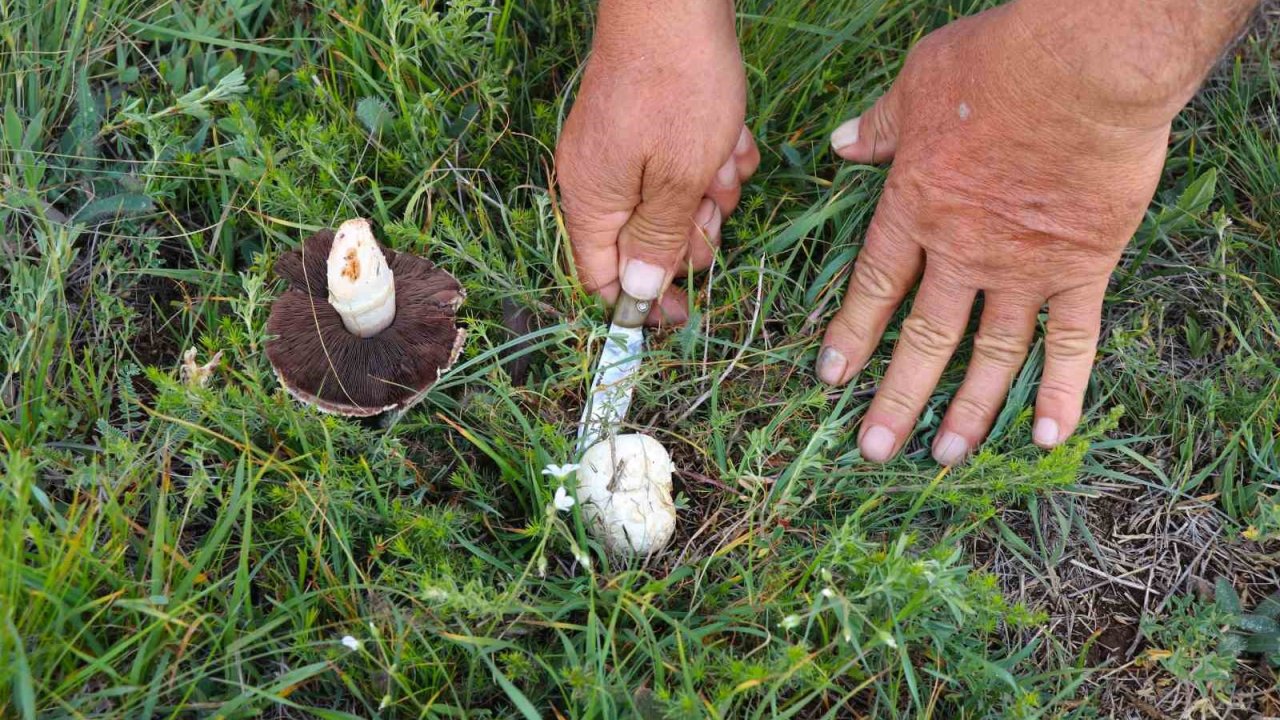 Doğadan elleriyle tek tek topluyorlar