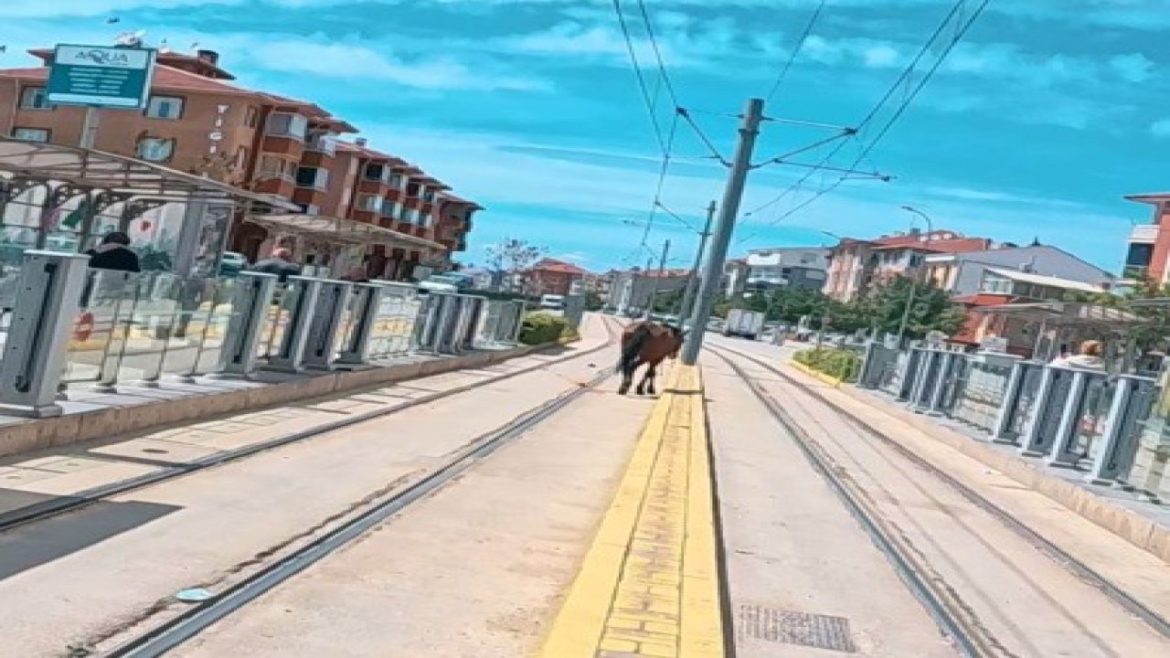 Tramvay rayları üzerindeki başı boş at şaşırttı