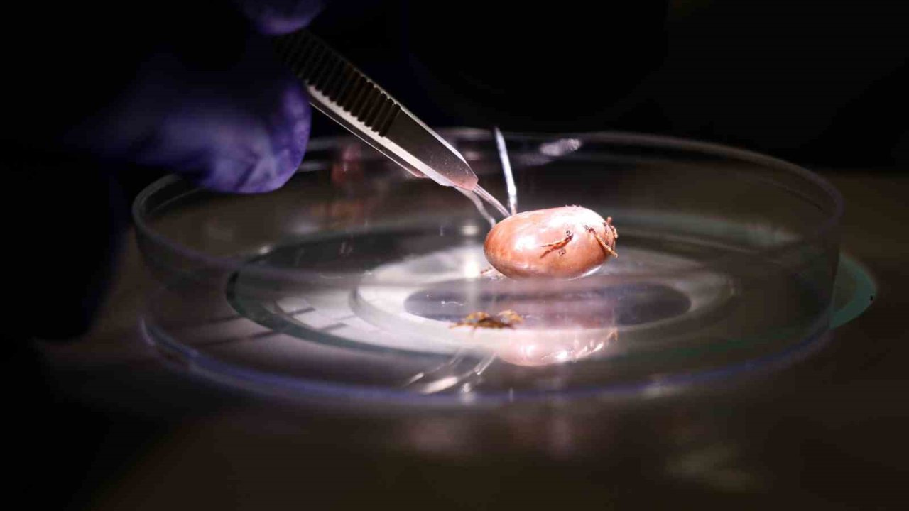 Hayvanların üzerindeki keneler elle koparılmamalı