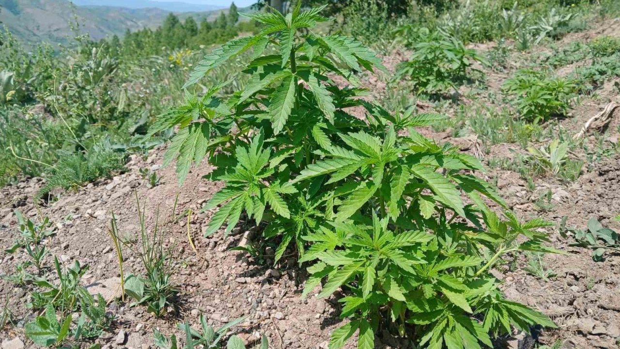 Bingöl’de kenevir ve kaçak tütün ele geçirildi