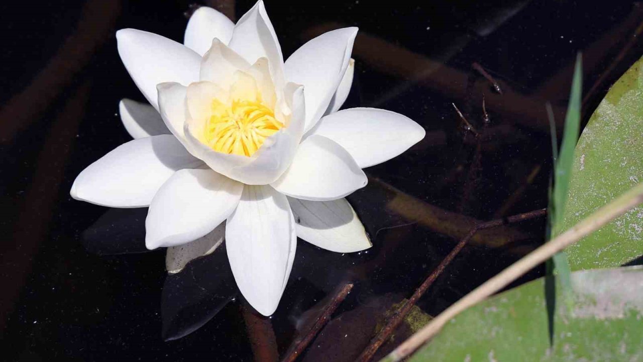 Bu çiçek, özellikleri ile dünyada tek