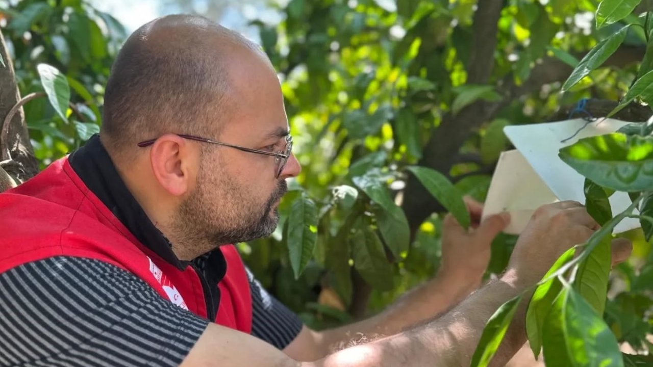 Edremit’te Akdeniz meyve sineği takibi sürüyor