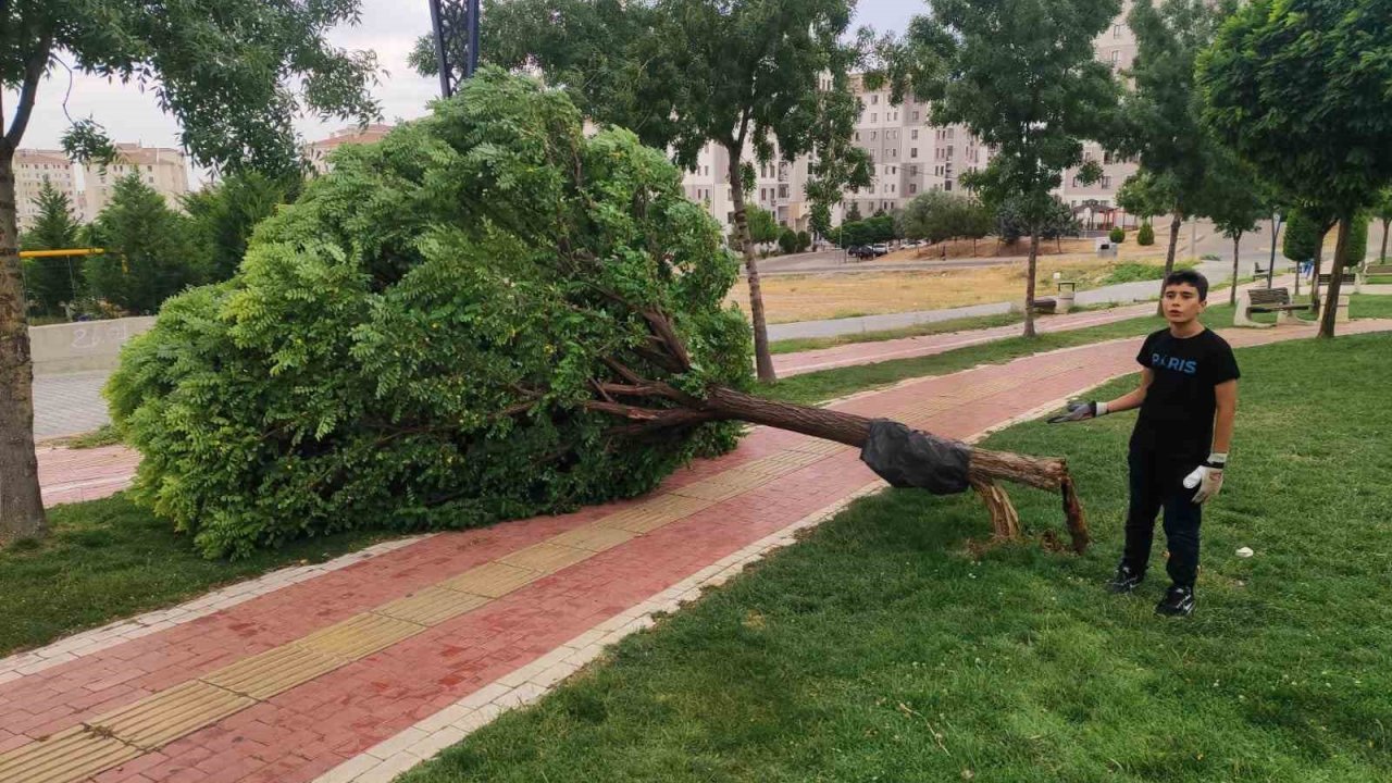 Batman’da rüzgar ağacı yerinden söktü