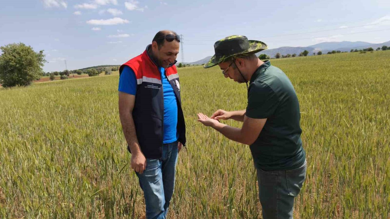 Beyşehir’de hububat ekili alanlara yakın takip