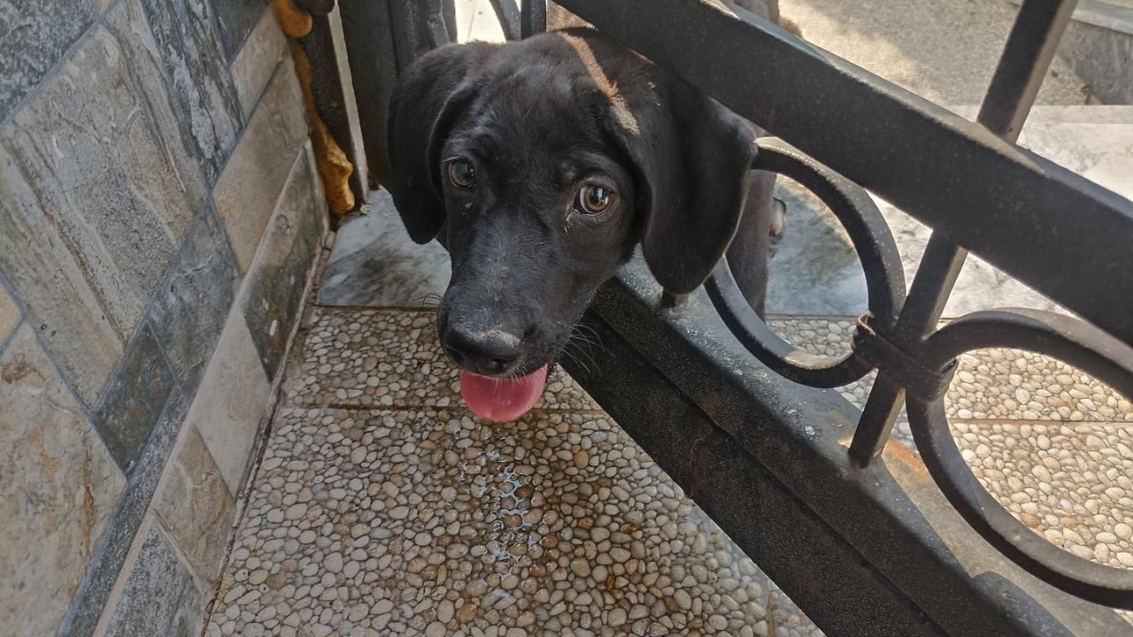 Arsuz’da kafasını korkuluğa sıkıştıran köpeği itfaiye kurtardı