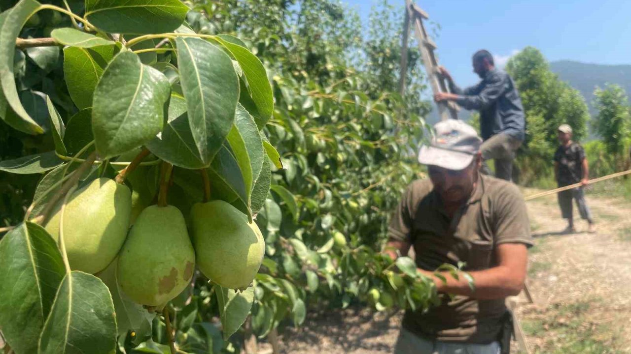 Tonlarca armut ve şeftaliyi koparıp yere atıyorlar
