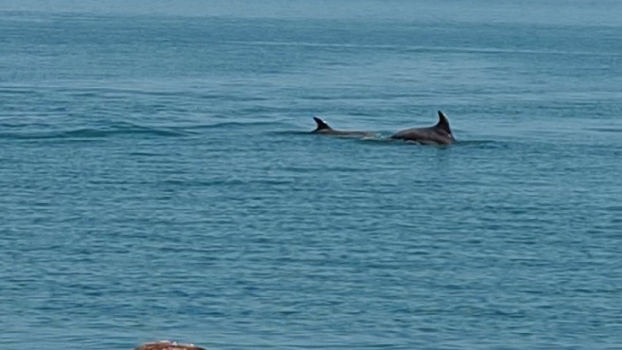 Karadeniz’de yunus güzelliği