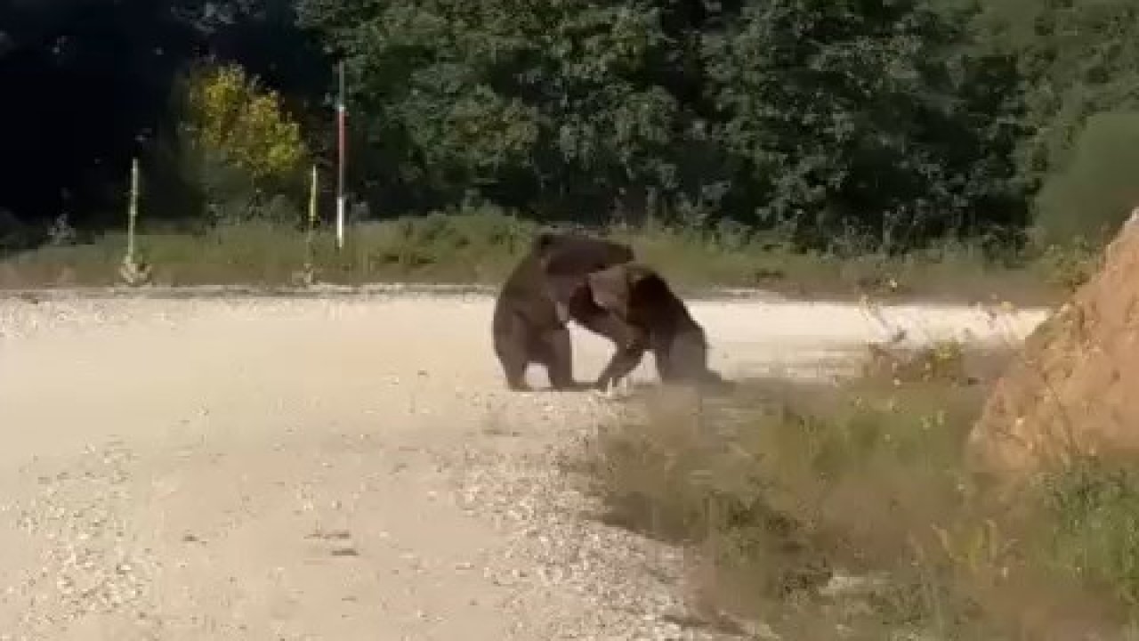 Yolun ortasında güreşe tutuşan ayılar, uçurumdan yuvarlandı