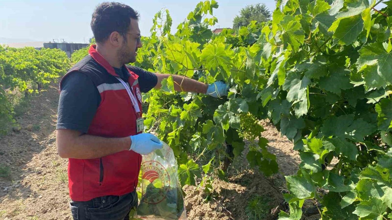 Hasat öncesi pestisit denetimi