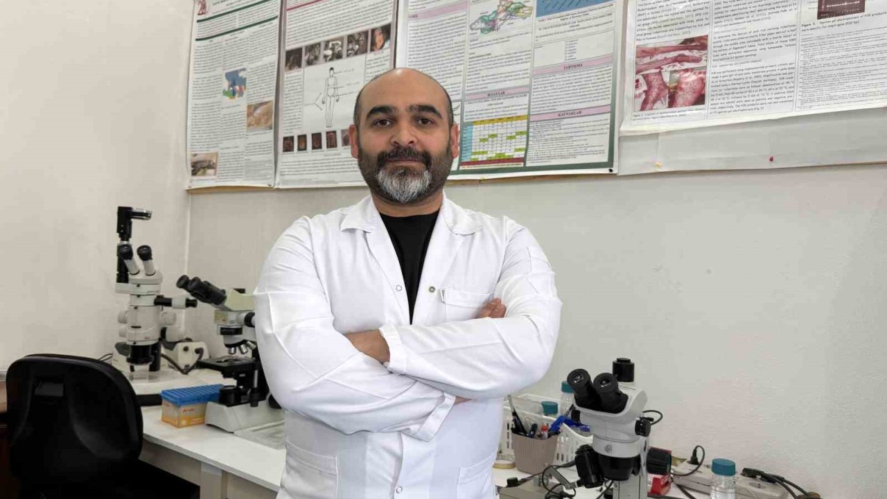 Asya kökenli kene için hastalık bulaştırma riski şimdilik yok, patojen taraması yapılacak
