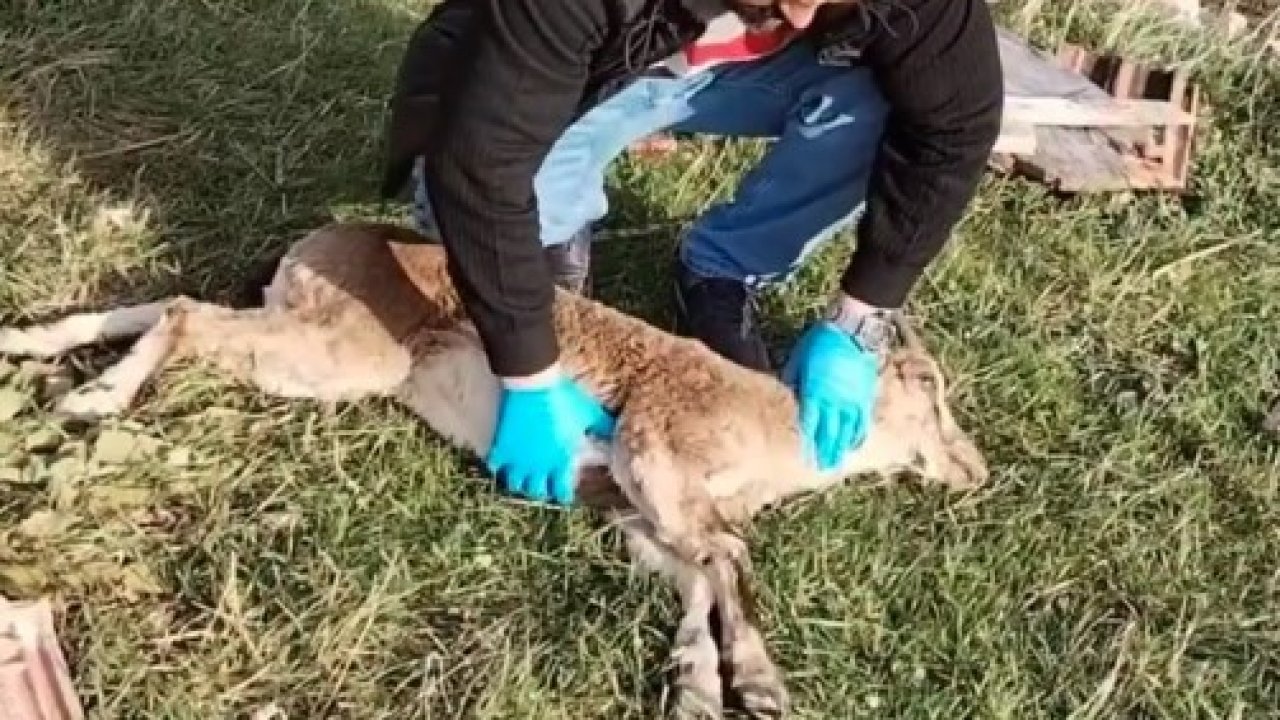 Gümüşhane’de baygın bulunan yaban keçisi kalp masajıyla hayata döndürüldü