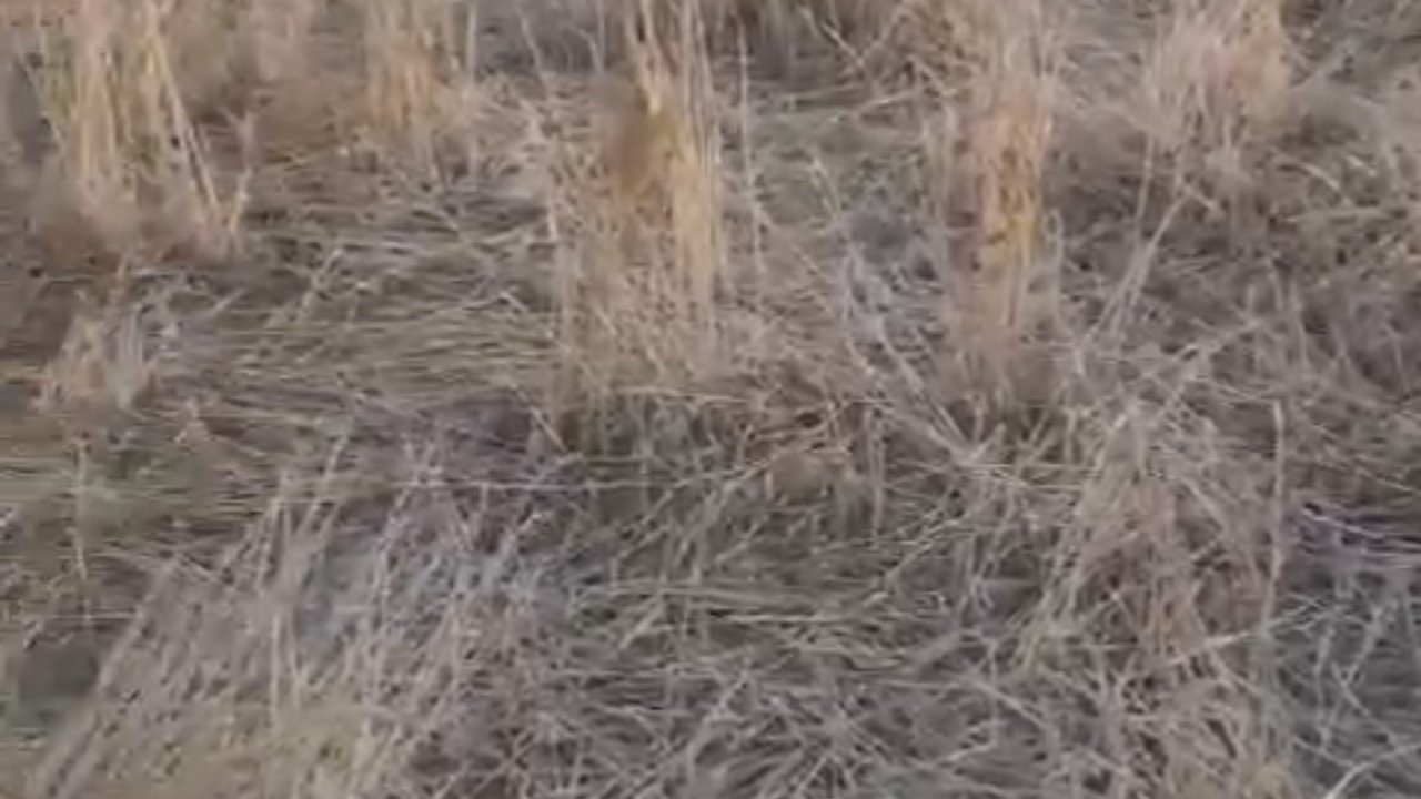 Elazığ’da araziler yaban domuzlarının istilasına uğradı