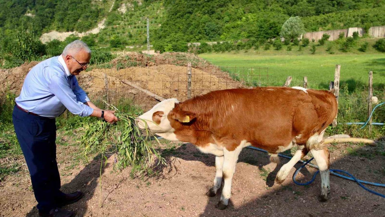 Ordu’da besicilerin yüzünü güldürüp, verimi arttıran destek