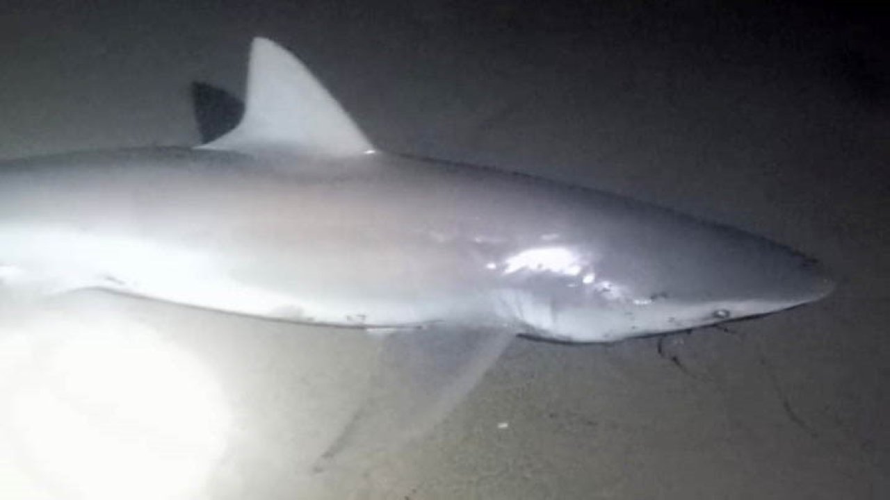 Amatör oltacı kıyıdan 2 köpek balığı yakaladı: Heyecanlı anlar kamerada