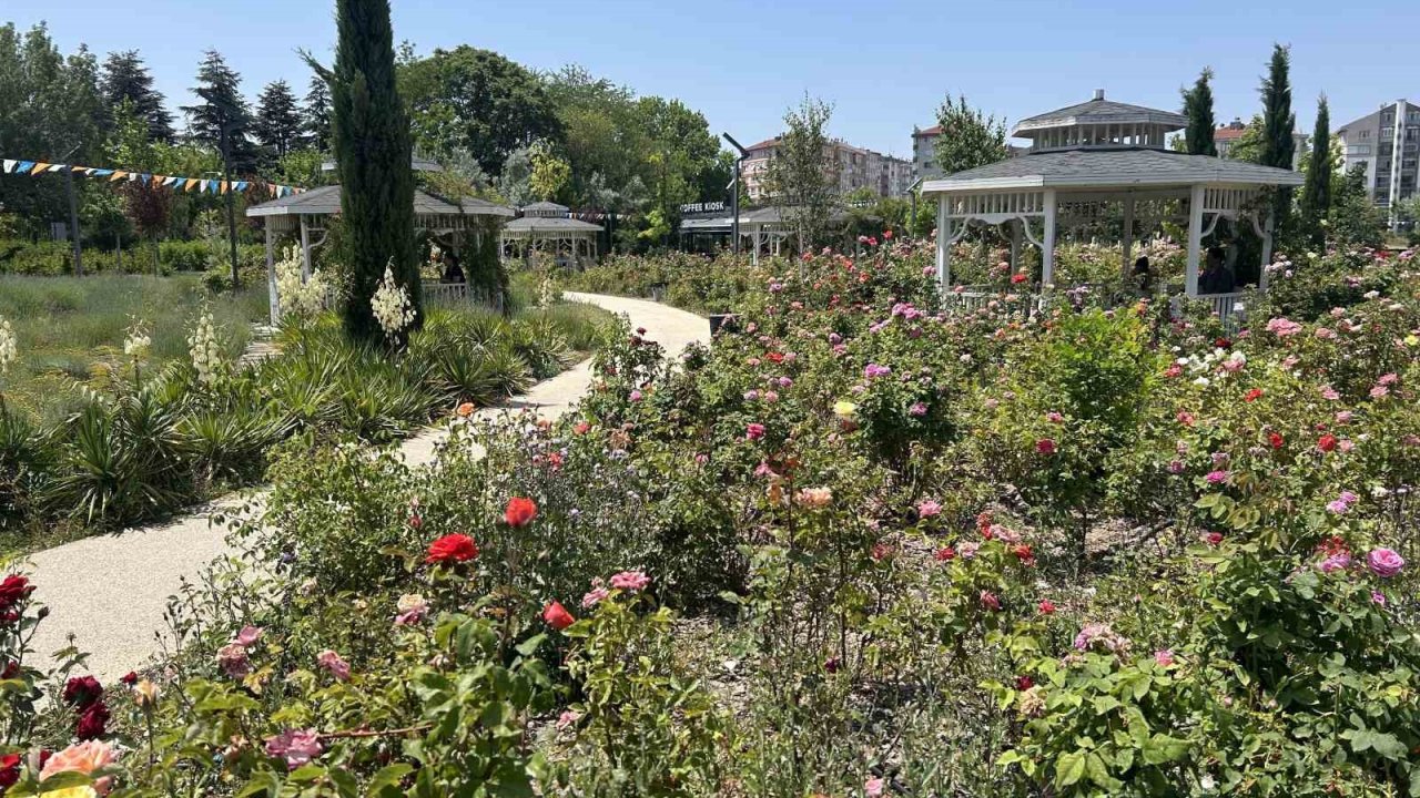 Millet Bahçesini güller sardı