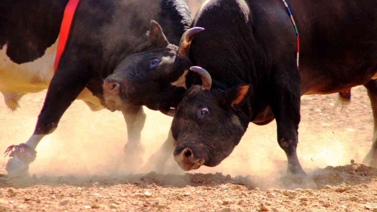 Yelişyurt’ta boğalar eğitim için arenaya çıkacak