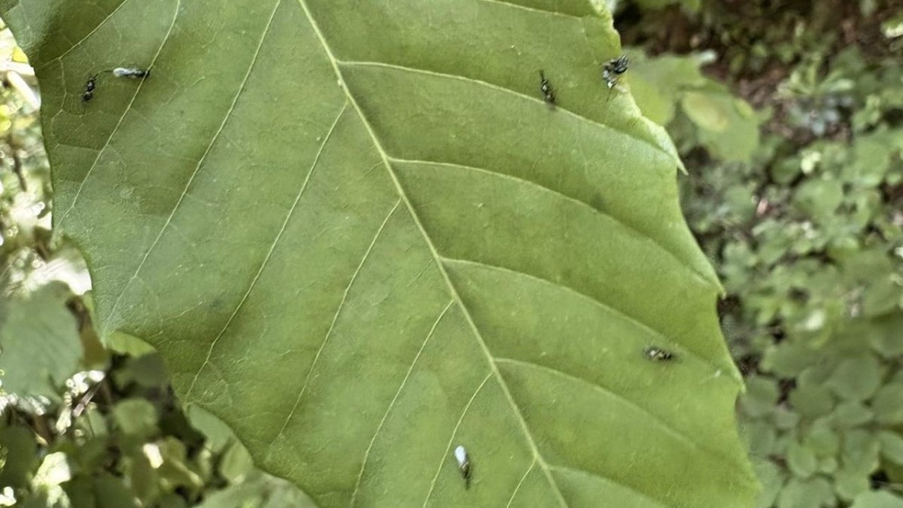 Gal arısıyla mücadele edecekler