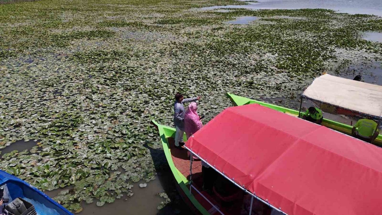 Beyşehir’de "Bangladeş Su Nilüferi" etkinlikleri
