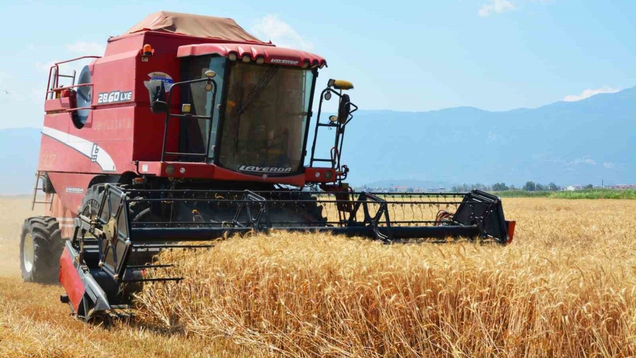 Edremit’te buğday hasadı başladı