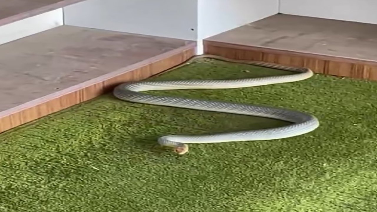 Kastamonu’da yılan camiye girdi