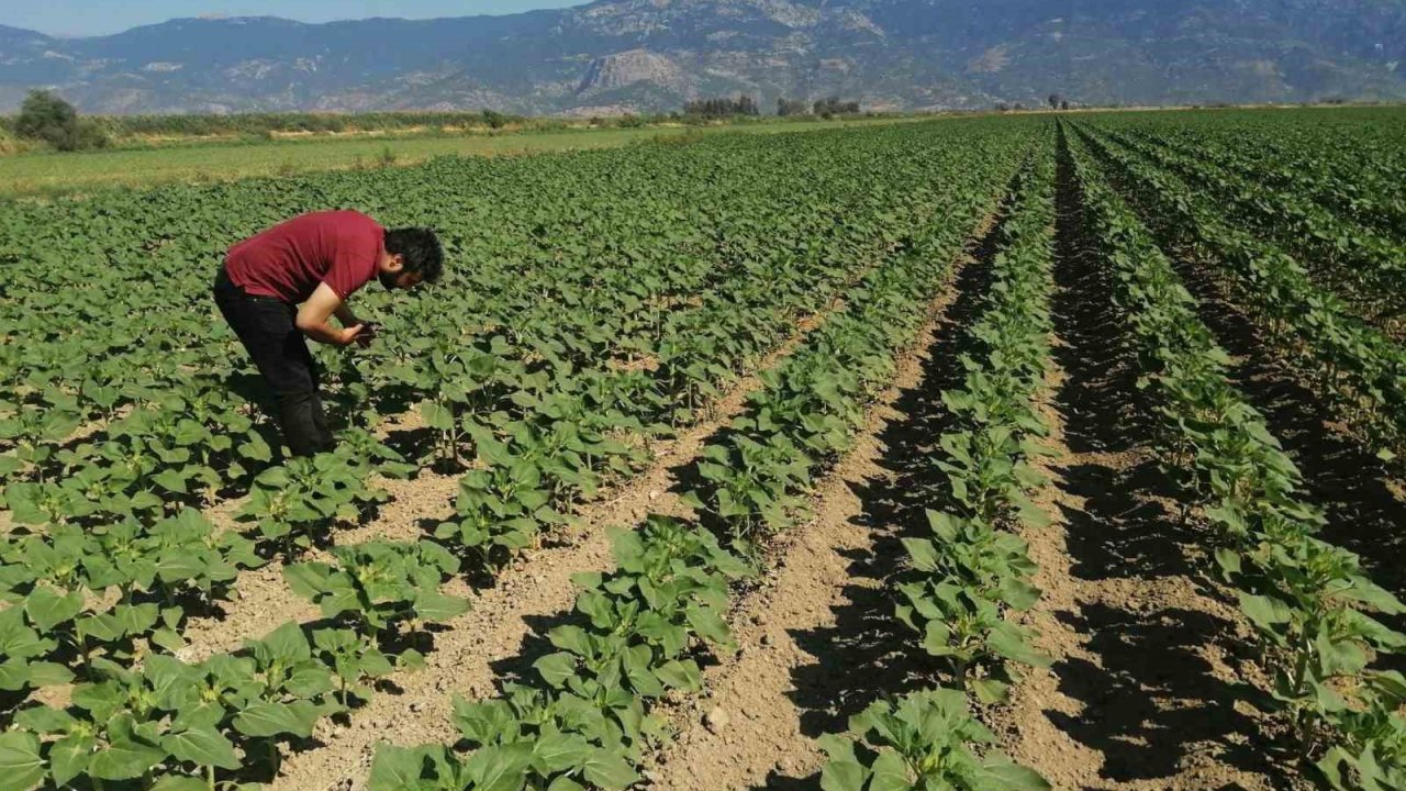 Söke’de ayçiçeği tarlaları taranıyor