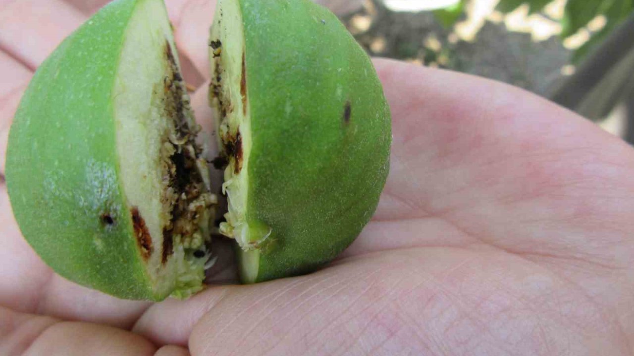 Tarım ve Orman İl Müdürlüğü uyardı: "İlek alırken sağlık kontrol belgesi sorgulamayı unutmayın"