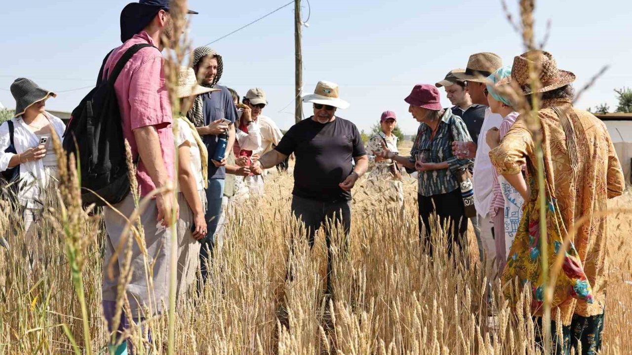 Şanlıurfa’da uluslararası buğday hasadı festivali başladı