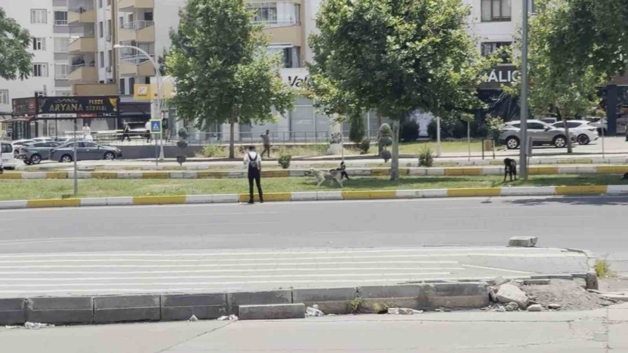 Diyarbakır’da sürü halinde gezen köpekler vatandaşları korkuttu